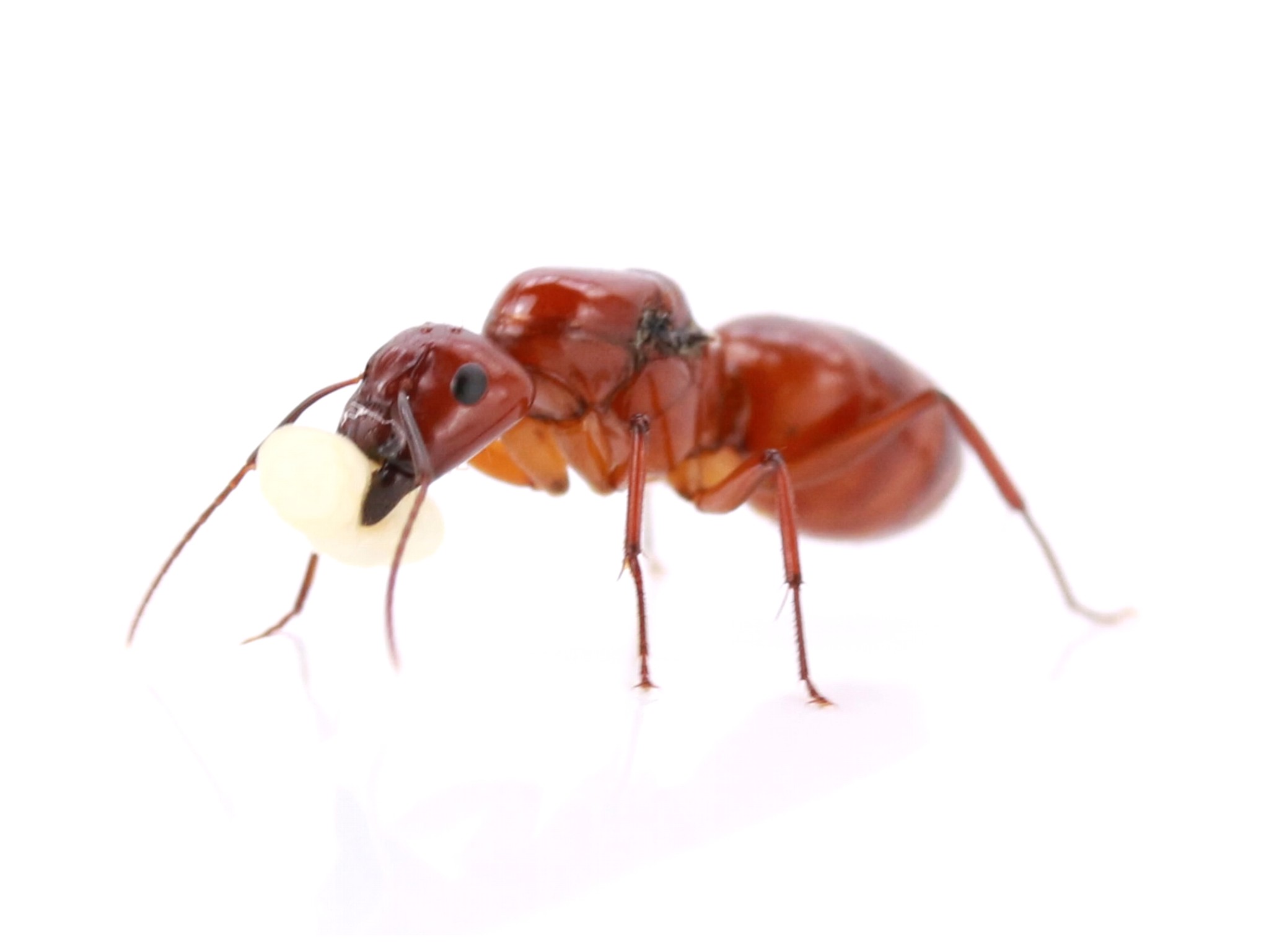 Switzerland Ameisen kaufen Camponotus castaneus